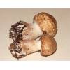 Great Wood Mushroom (Agaricus Langei) 368