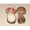 Great Wood Mushroom (Agaricus Langei) 369