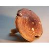 Great Wood Mushroom (Agaricus Langei) 371