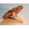 Great Wood Mushroom (Agaricus Langei) 372