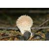 Hedgehog Puffball (Lycoperdon echinatum) 378