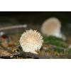 Hedgehog Puffball (Lycoperdon echinatum) 379