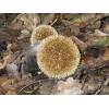 Hedgehog Puffball (Lycoperdon echinatum) 380