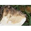 Hen of the Woods (Grifola frondosa
) 383