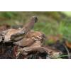 Hen of the Woods (Grifola frondosa
) 387