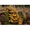 Honey Fungus (Armillaria mellea) 391