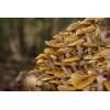 Honey Fungus (Armillaria mellea) 393