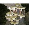 Honey Fungus (Armillaria mellea) 394