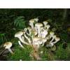 Honey Fungus (Armillaria mellea) 395