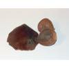 Jews Ear (Auricularia auricula-judae) 410