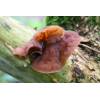 Jews Ear