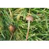 Liberty Cap (Psilocybe semilanceata) 417