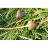 Liberty Cap (Psilocybe semilanceata) 418