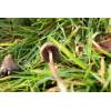 Liberty Cap (Psilocybe semilanceata) 419