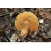 Lurid Bolete (Boletus luridus) 425