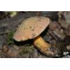 Lurid Bolete