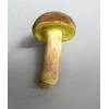 Matt Bolete (Boletus pruinatus) 42