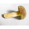 Matt Bolete (Boletus pruinatus) 43