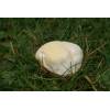 Meadow Puffball (Vascellum pratense) 436