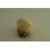 Meadow Puffball (Vascellum pratense) 438