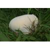 Meadow Puffball (Vascellum pratense) 441