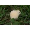 Meadow Puffball (Vascellum pratense) 442