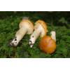 Meadow Waxcap (Hygrocybe pratensis) 443