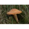 Meadow Waxcap