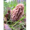 Morel (Morel esculenta) 464