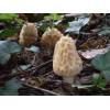 Morel (Morel esculenta) 465