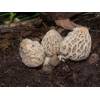 Morel (Morel esculenta) 468