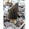 Morel (Morel esculenta) 469