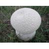 Mosaic Puffball