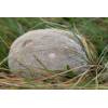 Mosaic Puffball (Handkea utriformis) 473