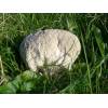 Mosaic Puffball (Handkea utriformis) 475