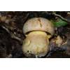 Oak Bolete (Boletus appendiculatus) 478