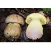 Oak Bolete (Boletus appendiculatus) 481