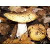 Ochre Brittlegill (Russula ochroleuca) 482