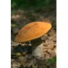 Orange birch bolete