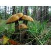 Orange birch roughstalk (Leccinum versipelle) 490