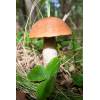 Orange birch roughstalk (Leccinum versipelle) 492