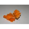 Orange Peel Fungus (Aleuria aurantia) 494