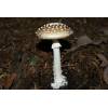 Panthercap (Amanita pantherina) 501