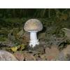 Panthercap (Amanita pantherina) 504