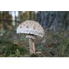 Parasol Mushroom (Macrolepiota procera) 505