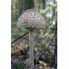 Parasol Mushroom (Macrolepiota procera) 506