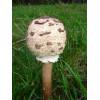 Parasol Mushroom (Macrolepiota procera) 507