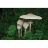 Parasol Mushroom