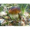 Penny Bun Bolete (Boletus Edulis) 511