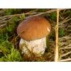 Penny Bun Bolete (Boletus Edulis) 514